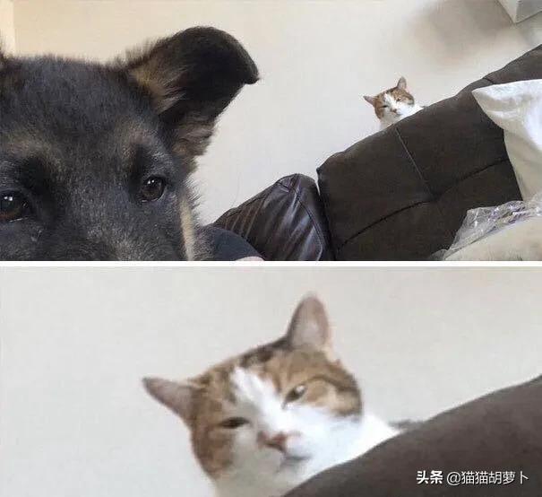 动画狗窝图片:农村狗窝图片 为什么农村的土狗，在半夜突然狂吠不止，是不是看到了什么？