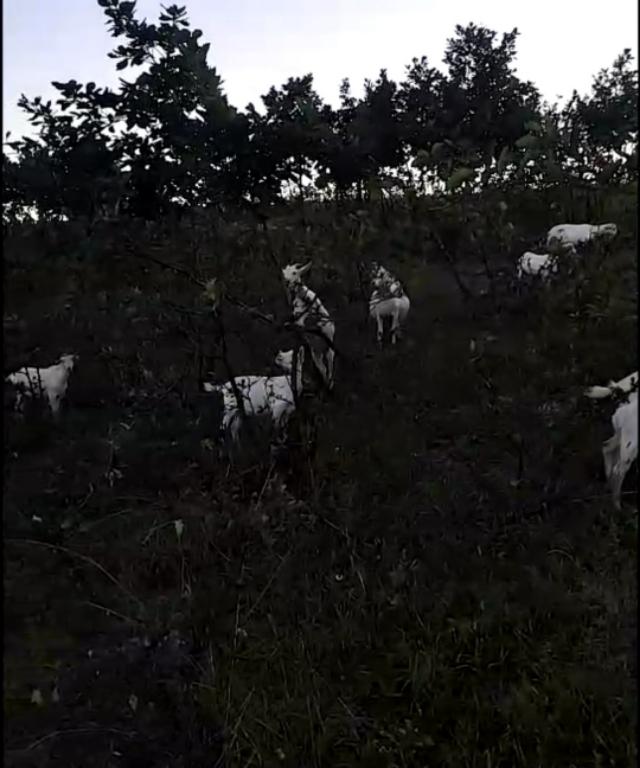 养殖羊的利润:肉羊养殖的利润与成本 一般情况下，200只基础母羊的年利润是多少？