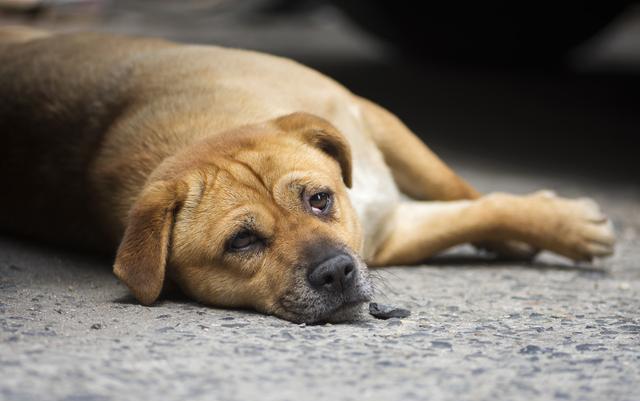藏獒之家网站大全:买狗狗时，什么样的幼犬不能选？