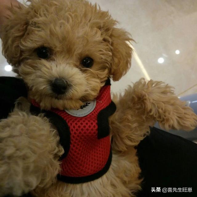 灰色泰迪犬图片:灰泰迪的皮肤是什么颜色？ 正宗灰色泰迪犬图片