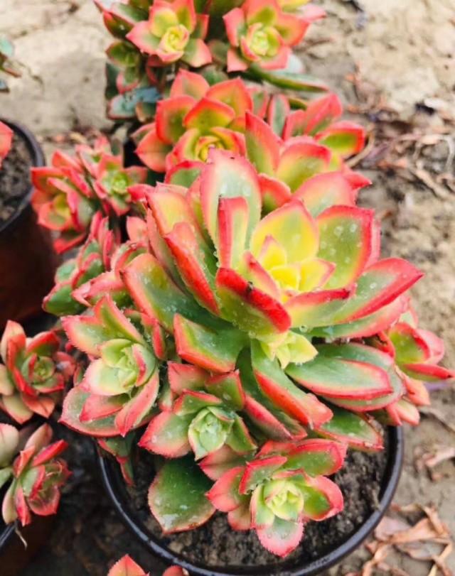 刚刚立夏,艳日辉的叶子好好的一碰就掉,是进入休眠了吗？