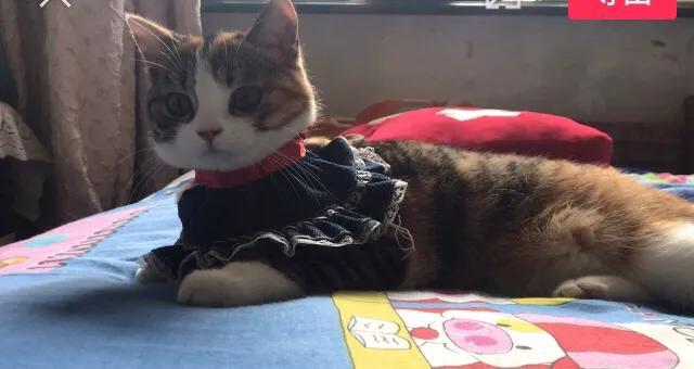 主人抓着橘猫的手跳舞:有一只戏精喵星人是怎样的体验？