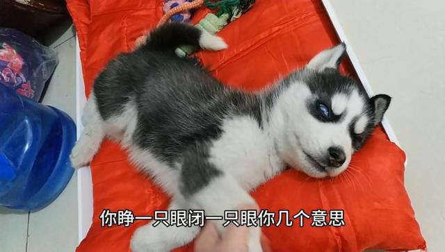 贤宝宝:狗狗刚刚买回来咳嗽怎么办