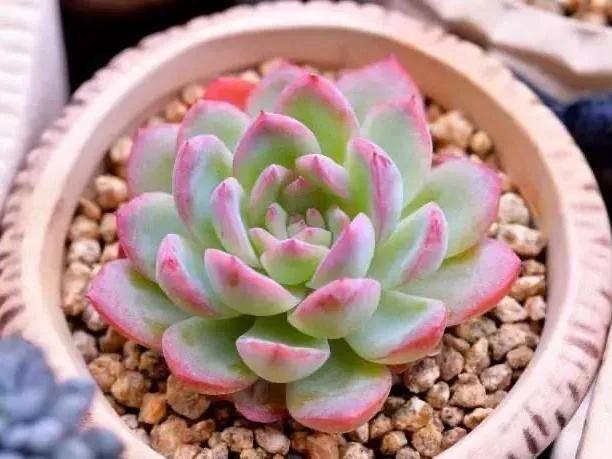 多肉植物不浇水一般多久会死亡 注意什么 头条问答