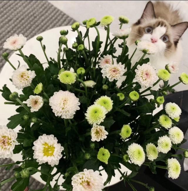 包子脸猫:为什么我的蓝猫脸一点都不圆快6个月了？