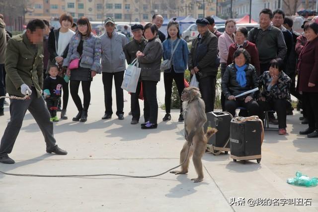 河南袖珍猴子专卖店:以前满大街耍猴的，现在怎么都看不到了，都去哪了？