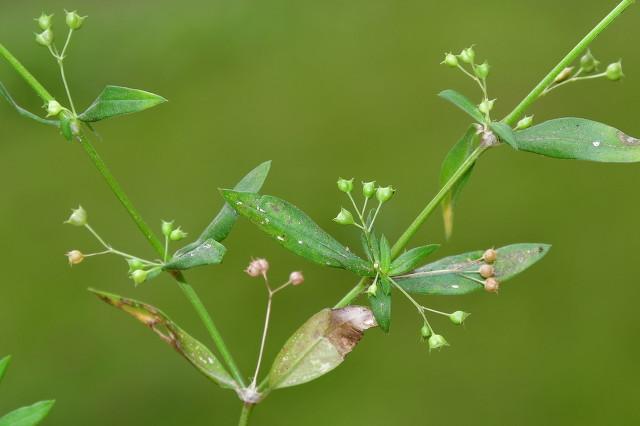 头条问答 白花蛇草水含有什么成分 74个回答