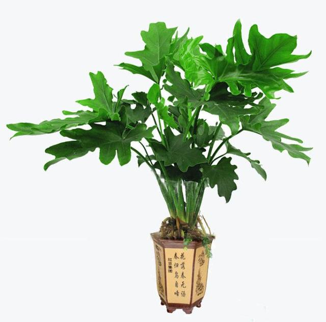 室内适合养的18种植物,想问一下大家室内绿植，养什么容易活？