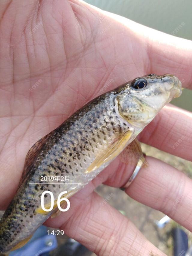 探索发现小河古墓纪录片，为什么很多小河里的野生鱼种都没有踪影了