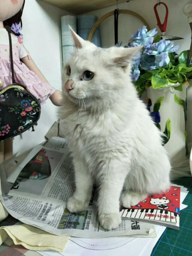 伟嘉干粮可以给猫长期吃吗:猫咪一直吃猫粮可以吗？为什么？