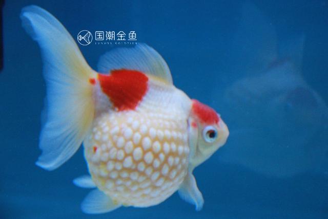 头条问答 古法养金鱼是什么原理 26个回答