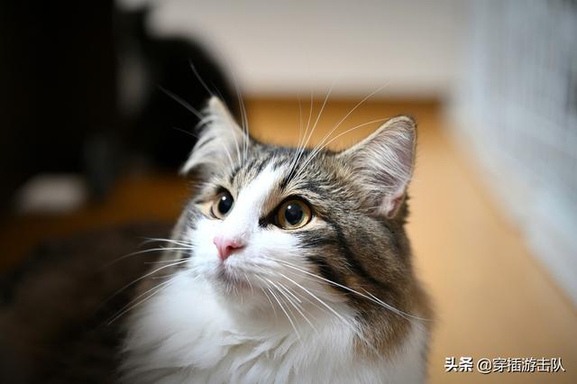 怎么确定猫咪认主人了:怎么知道猫咪是不是喜欢主人？