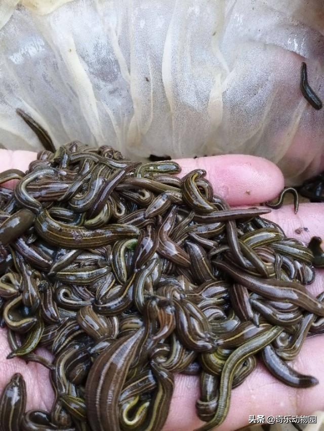 蚂蝗会被鸟吃吗?有什么动物是吃蚂蟥的?