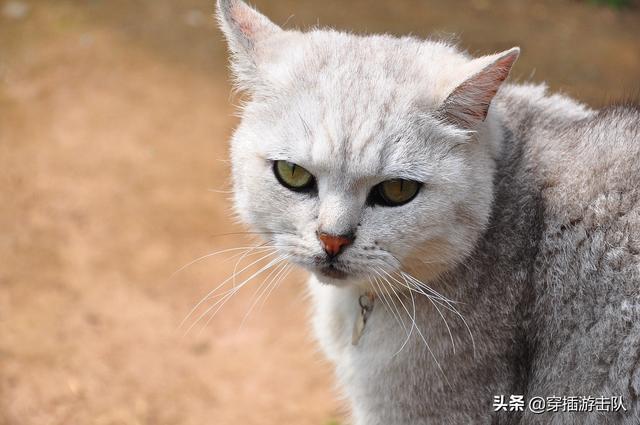 怎么确定猫咪认主人了:怎么知道猫咪是不是喜欢主人？