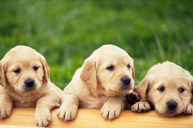 金毛巡回猎犬:这个是土狗还是金毛串狗？