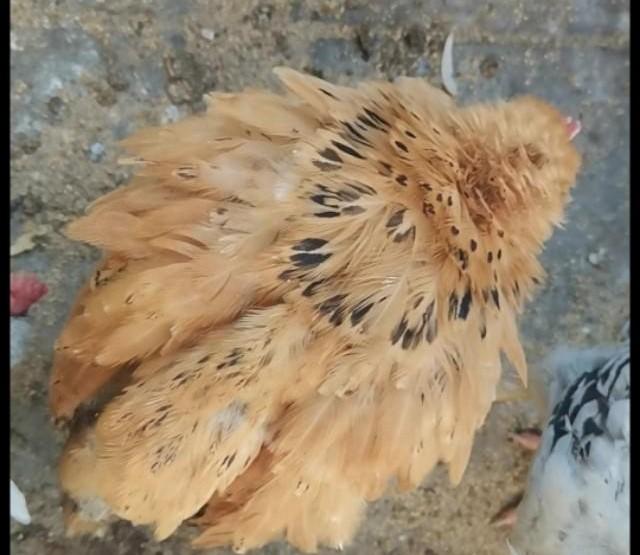 鸡球虫病有什么症状照片:蛋鸡产蛋期还会有小肠球虫吗？