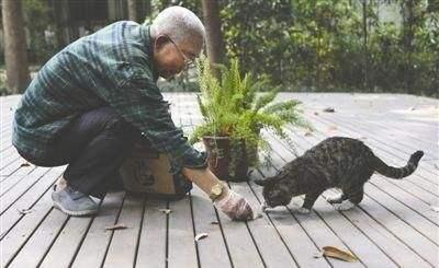 流浪小猫吃什么:喂流浪猫吃什么猫粮 喂食物给流浪猫吃是好事还是坏事？