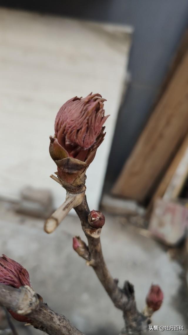 网上有人说春天栽的牡丹不开花真的是这样的吗