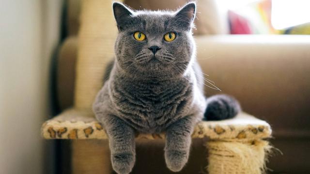 养猫论坛:捡到猫咪怎么给它找主人？