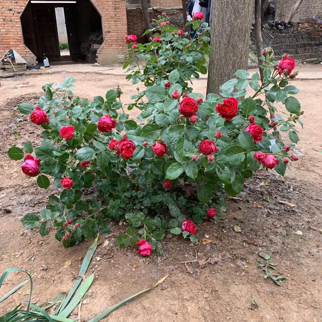 luise月季花品种介绍及图片:能不能推荐一些花期长且能开大花的灌木月季花？