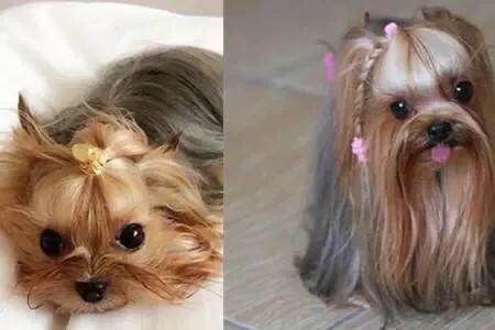 约克夏狗:约克夏狗狗好养吗？适合家庭里饲养吗？