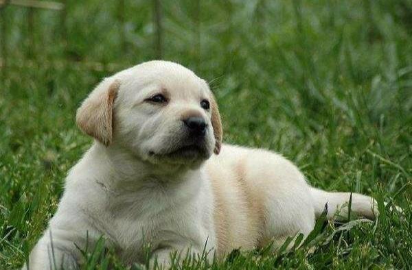 佐藤新一的史宾格犬:可用狗来识别新冠病毒患者吗？