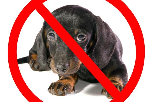 狗狗的马拉色菌会传染到人吗 头条问答