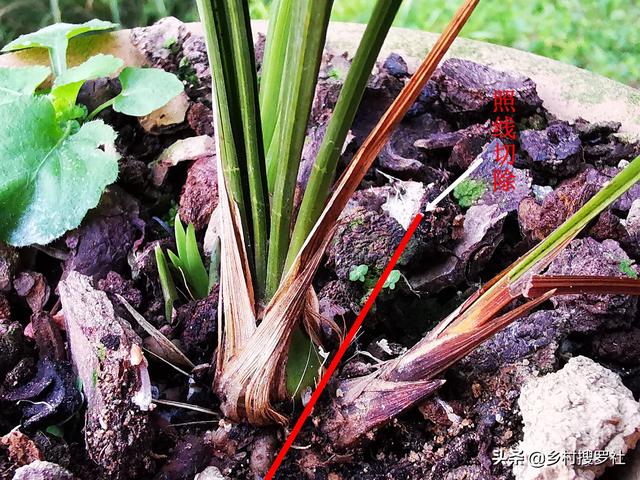 软腐病:小黄姜、姜块出现软腐现象是什么病害？如何提前防止？