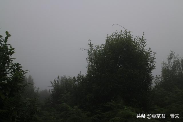 谢孟伟个人资料:请你介绍几种临沧的古树茶