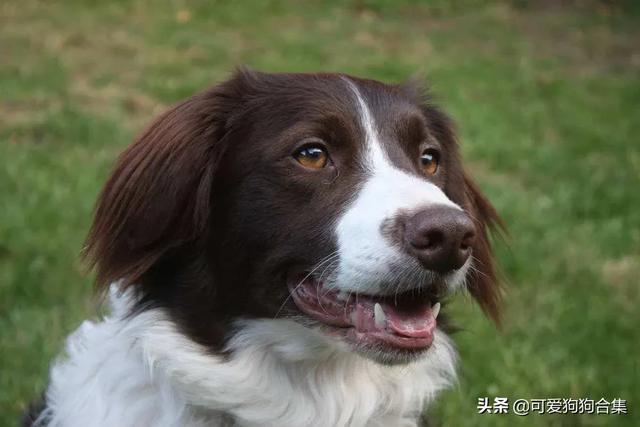 史宾格体味大吗:史宾格犬的性格好吗，智商高吗？