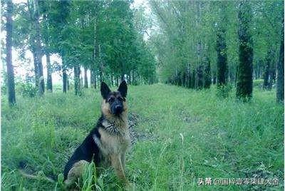 黑背犬图片:什么地方卖纯种德国黑背狗？