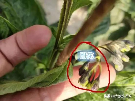 (人参果怎么分高糖低糖)人参果高糖与低糖怎么分?