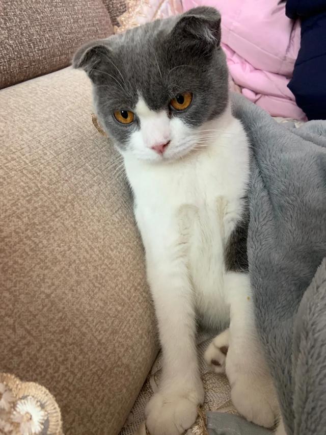 有人只好过折耳猫遗传病么:折耳猫在普通人眼里到底是怎么的一种存在？