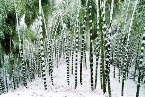 柳宗元的作品:柳宗元的《江雪》和白居易的《夜雪》都是写什么？如何评价？