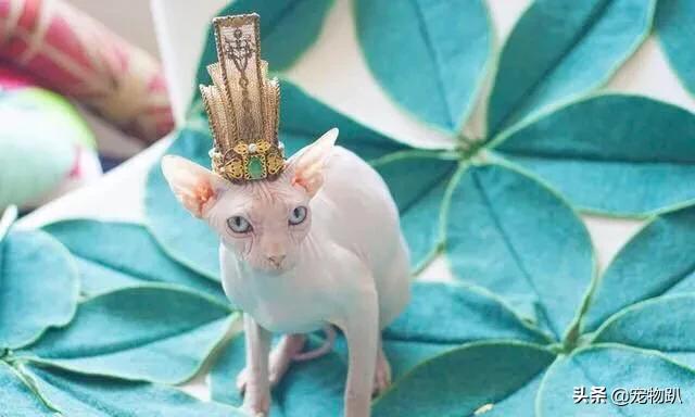 金希澈收养雪莉的猫:金希澈与momo恋爱了，你更希望爱豆对象是圈内人还是圈外人？