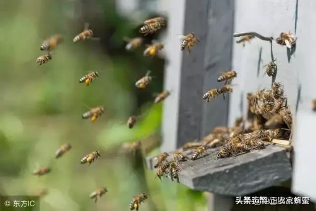 关于蜜蜂的知识有哪些:蜜蜂多久能适应新环境，能飞多远采蜜？