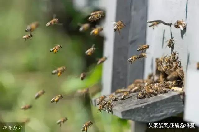 了解有关于蜜蜂的知识:蜜蜂多久能适应新环境，能飞多远采蜜？