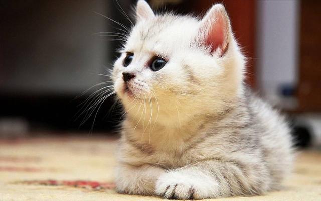 养猫论坛:捡到猫咪怎么给它找主人？
