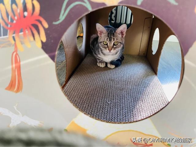 人抱着波斯猫的图片:东阳三男子爱猫成瘾，深夜偷猫又亲又抱，你有何看法？