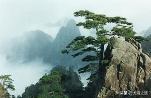 黄山奇松介绍:挂在悬崖峭壁上的黄山十大名松！指的是那十大名松？因什么得名？