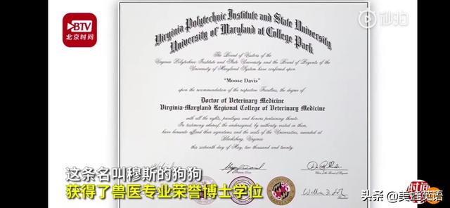 哈尔滨狗博士:哈尔滨女博士为流浪狗建泳池被说爱心泛滥，这事你怎么看？