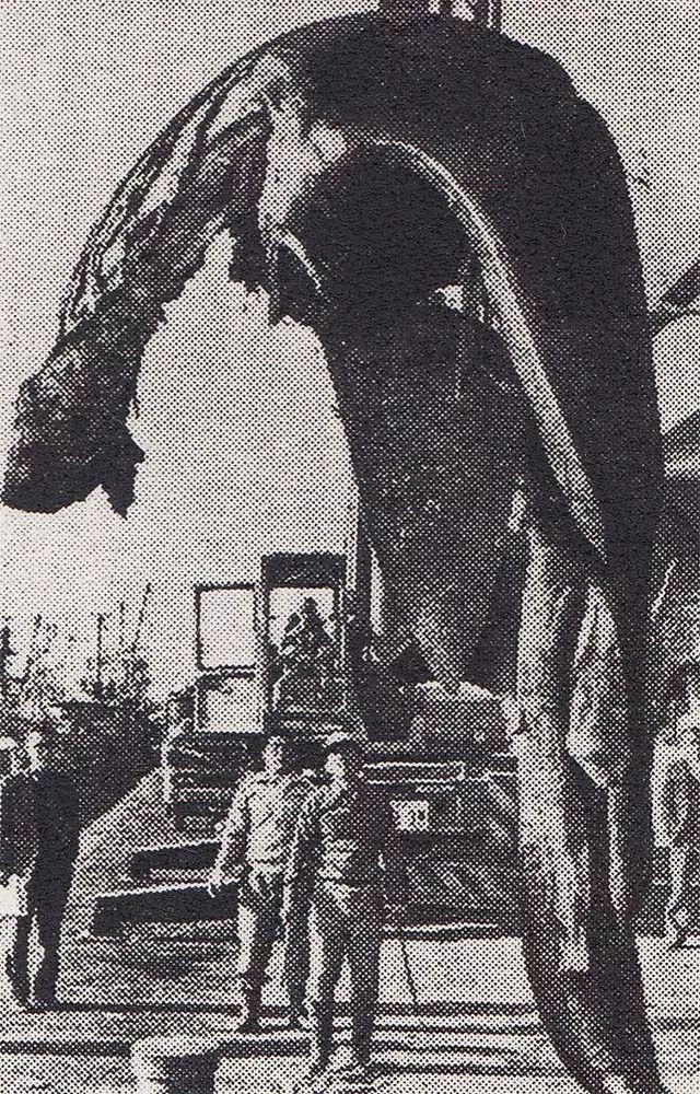 神秘生物未解之谜，能排除日本蛇颈龙事件中的骨架是鲸的可能吗