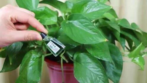 猫能闻驱蚊草吗:家里养的花草，会招蚊虫吗？
