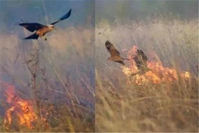 澳大利亚丛林真人秀节目，澳洲纵火案的“凶手”，原来是这些野鸟，为什么不消灭它们呢