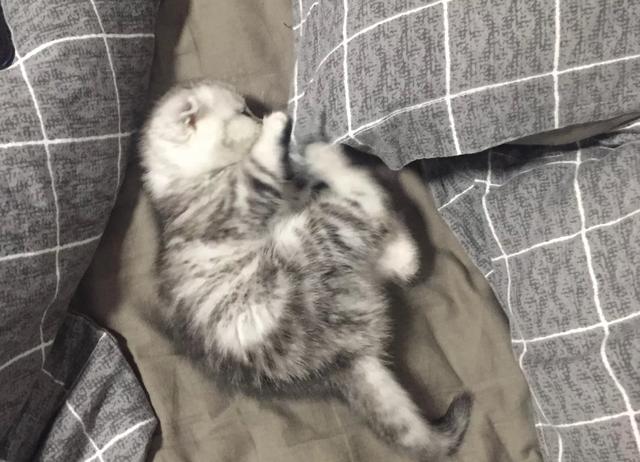 折耳虎斑猫的特点:猫猫耳朵很小，是折耳猫吗？如何辨别呢？