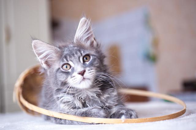 半夜猫叫:半夜三更明明没人，猫猫为什么一直叫个不停？