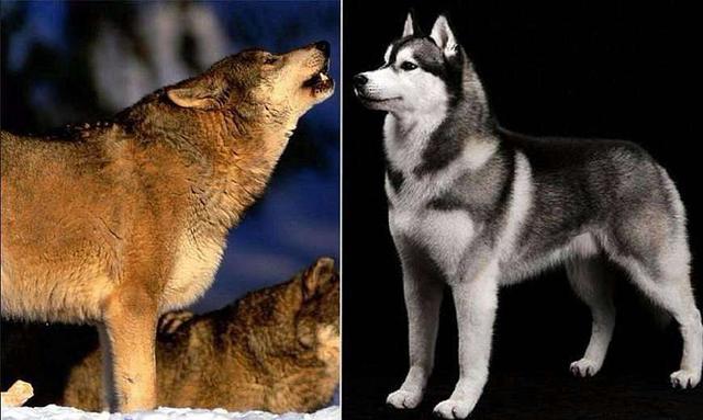 哈士奇和狼狗的区别:最早狼狗是狼和狗交配而来的？