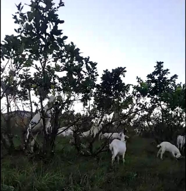 瓦莱黑鼻羊:羊每年需要驱虫几次？如何预防羊的寄生虫病？