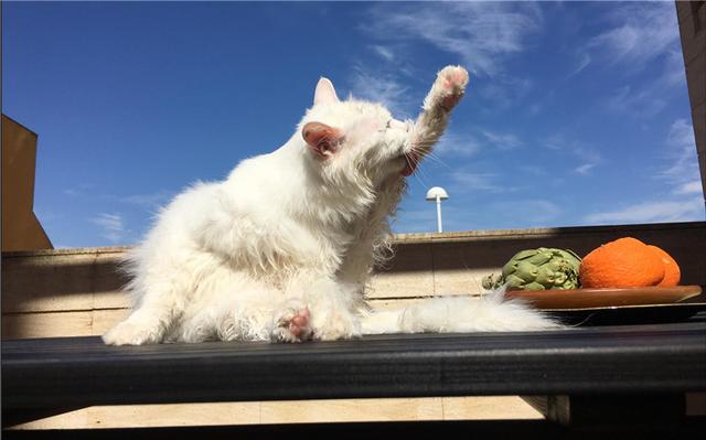 猫吃了猫薄荷饼干吐了:家养的猫突然吐了，就是想吐吐不出来，一直再干呕，是为什么？