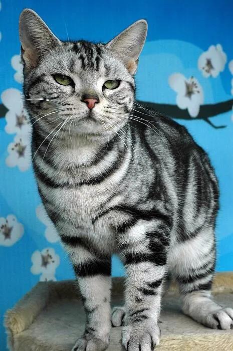 伯爵养猫记:有没有人和我一样，偏爱着纸质书？